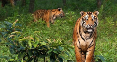 Sundarbans: The Ultimate Guide to the World’s Largest Mangrove Forest